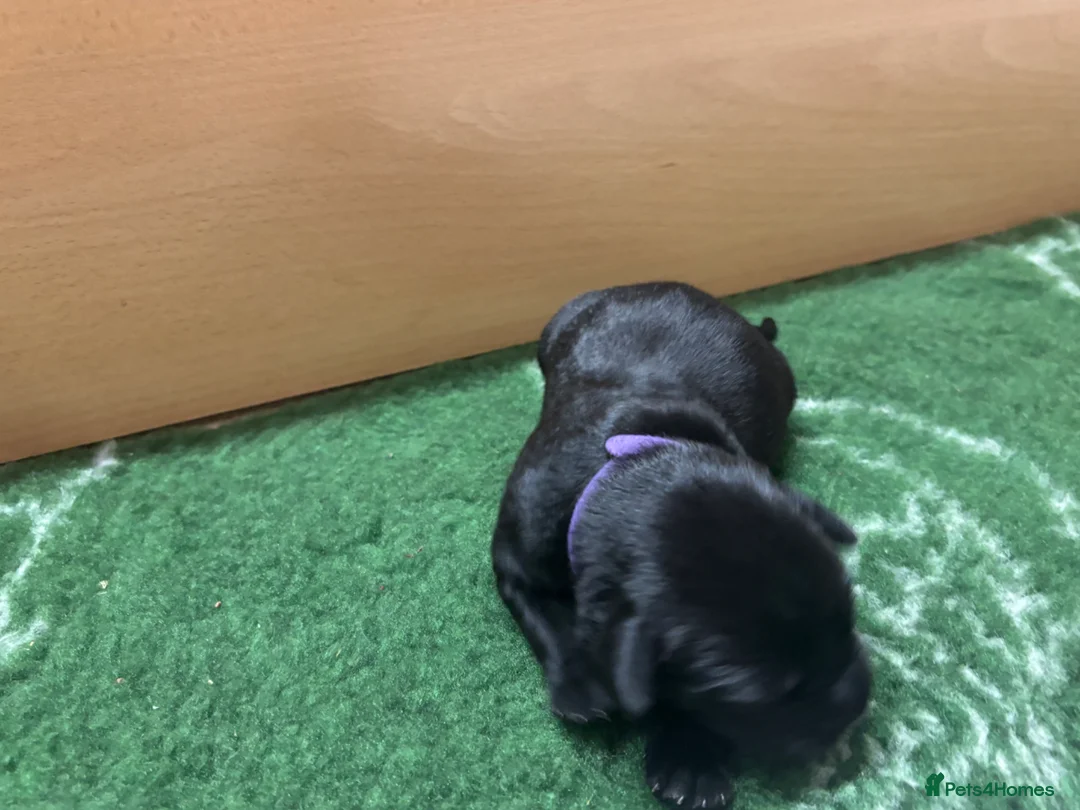 Labrador Retriever dogs for sale: FTCH Exceptional KC Registered Labrador Puppies 🐾 - Advert 2