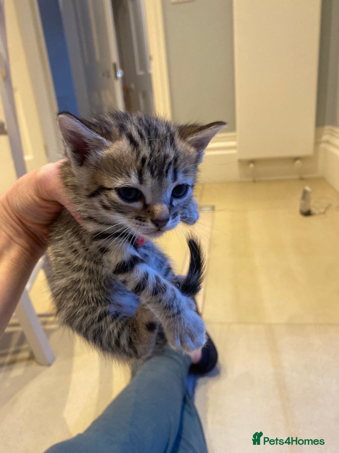 Bengal cats for sale: BEAUTIFUL BENGAL CROSS KITTENS-TWO GIRLS LEFT  - Advert 14