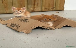 Maine Coon cats for sale: Red Maine coon female kittens, TICA reg - Image 9