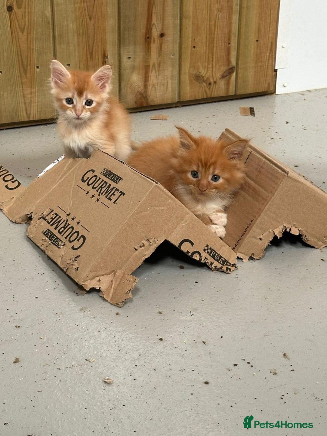 Maine Coon cats for sale: Red Maine coon female kittens, TICA reg - Image 9