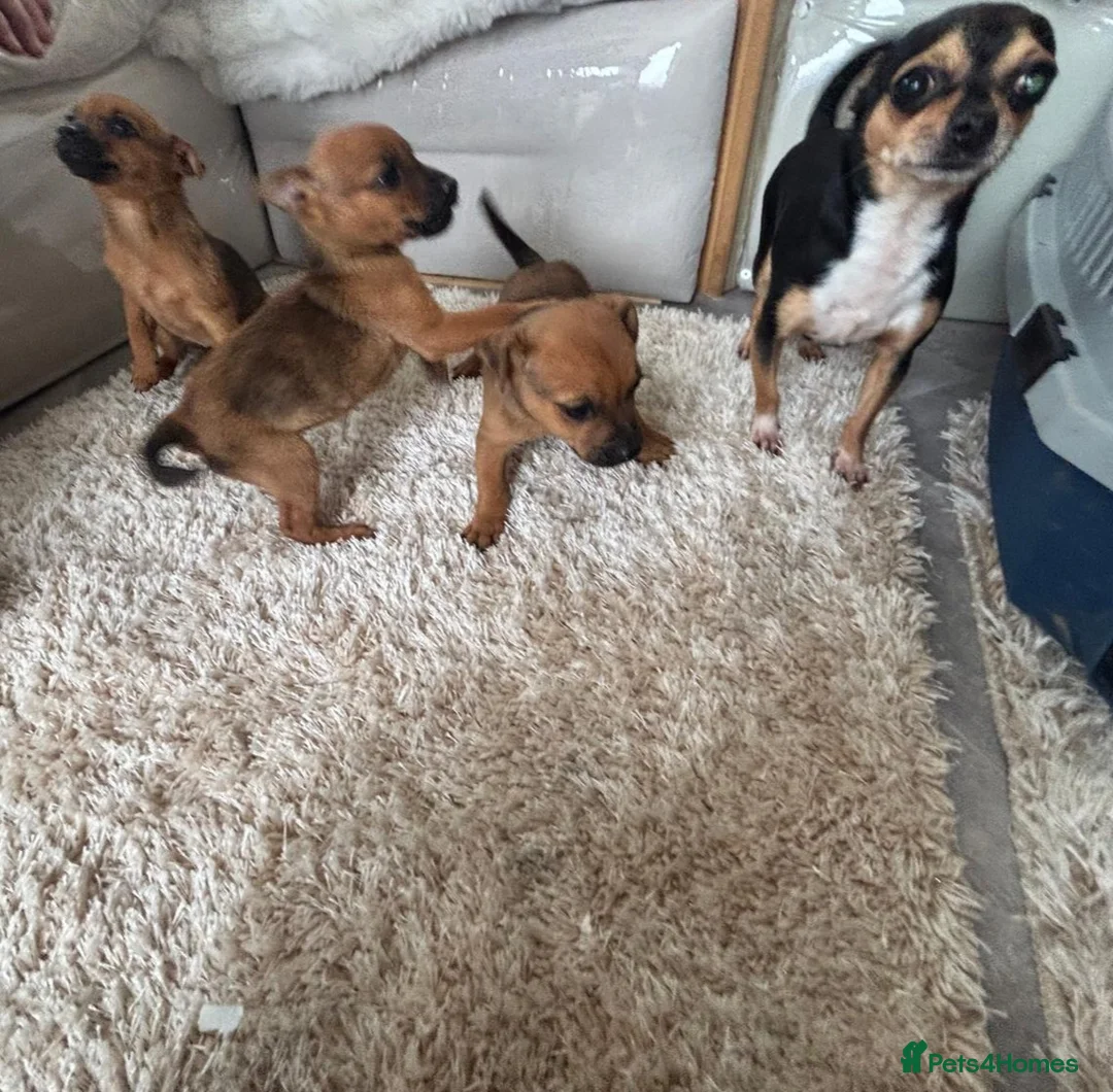 Chihuahua dogs for sale: Chihuahua pups - Advert 2