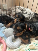 Yorkshire Terrier dogs - Advert 1