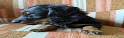 Miniature Dachshund dogs for sale: KC registered Miniature Dachshund Puppies - Advert 8