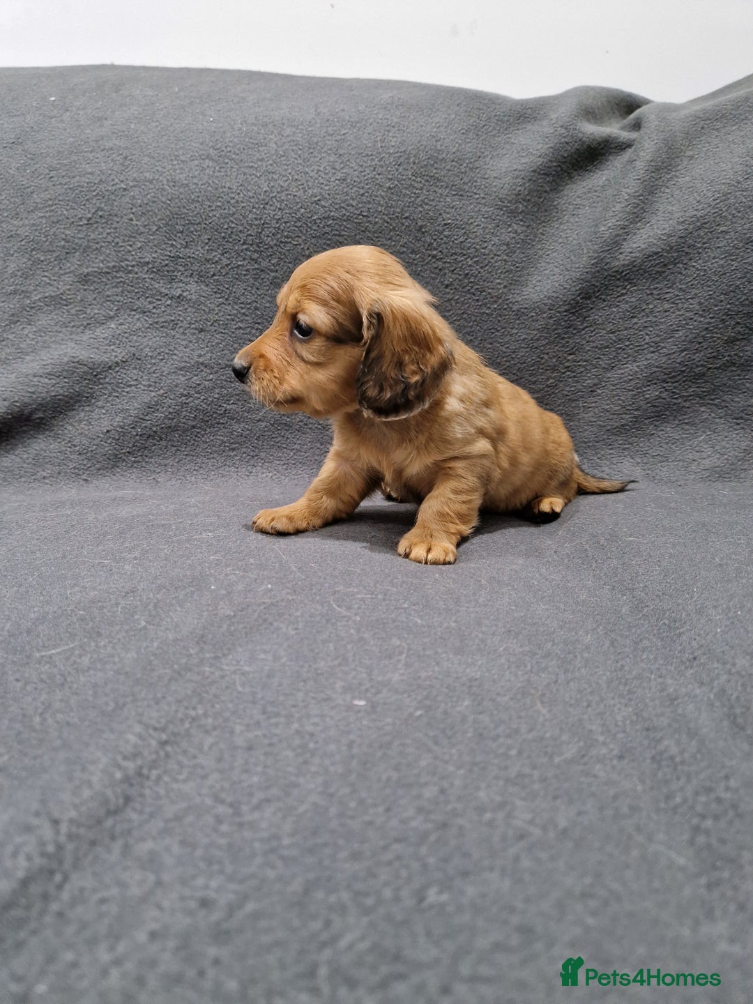 Miniature Dachshund dogs for sale: Quality KC Registered Mini Long-Haired Dachshunds  - Advert 27