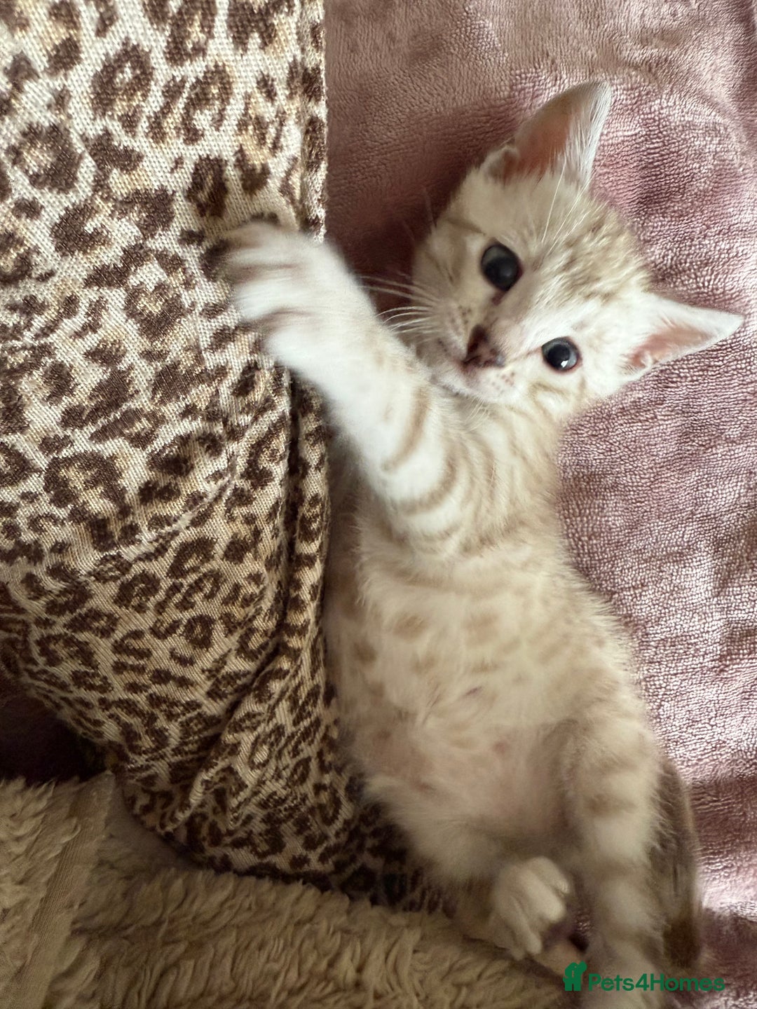 Bengal cats for sale: 💙Stunning Silver Mink Bengal TICA registered  - Image 31