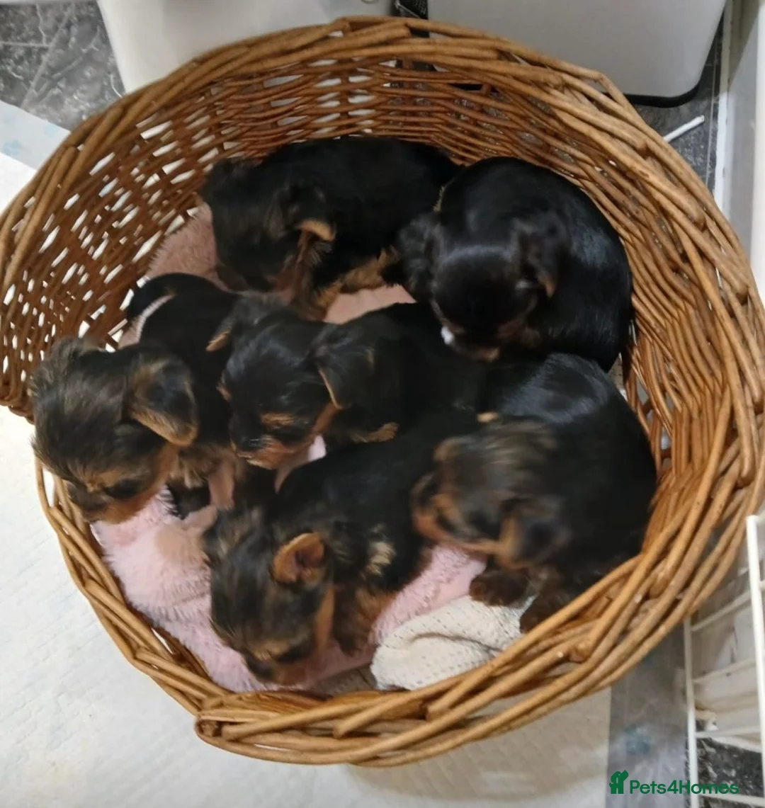 Yorkshire Terrier dogs for stud: 1.8kg miniature KC reg STUD Yorkshire terrier in Caterham - Advert 5