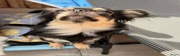 Chihuahua dogs for sale: 4 gorgeous longhaired apple head chihuahua pups - Advert 12