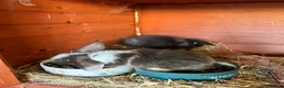Mixed Breed rabbits for sale: 3 baby lop bunnies - Advert 5