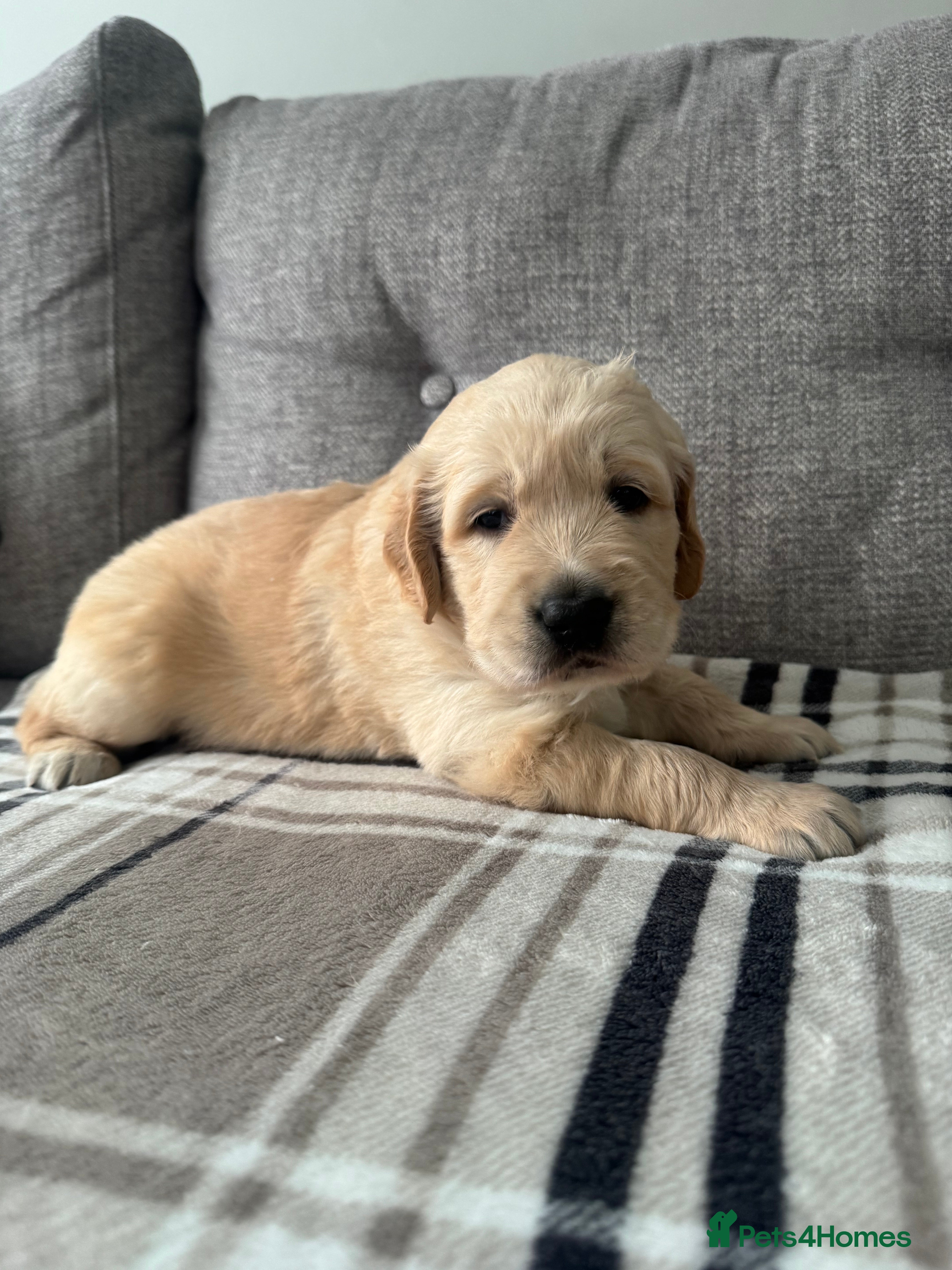 Golden Retriever dogs Beautiful KC registered Golden Retriever puppies - Advert 4