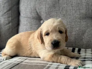 Golden Retriever dogs Beautiful KC registered Golden Retriever puppies - Advert 4