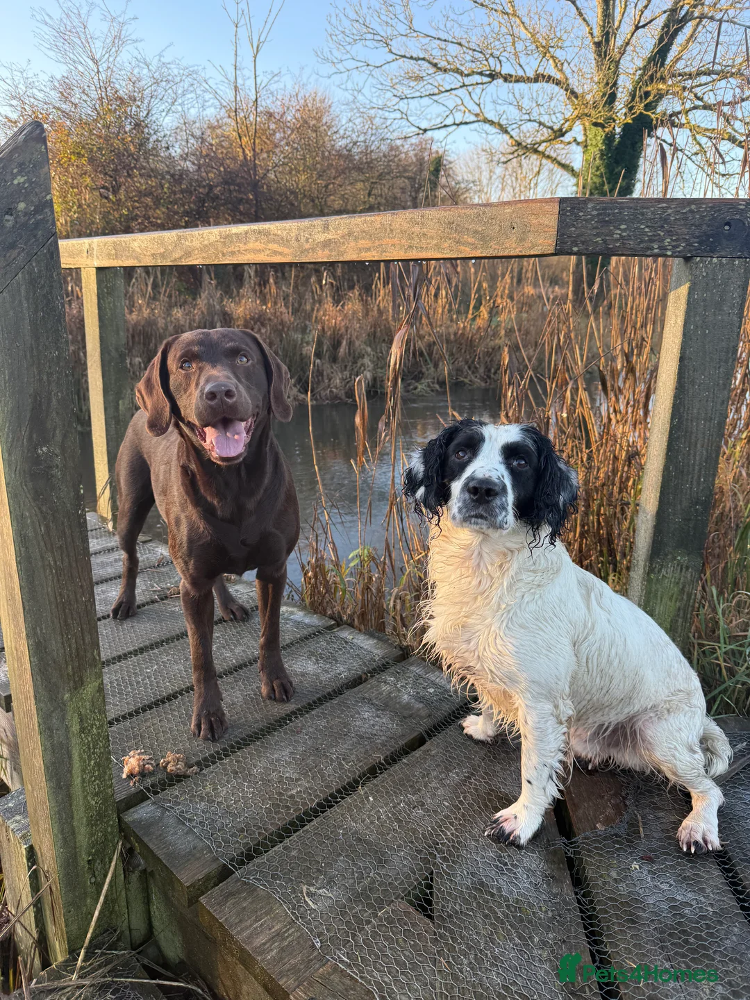 Labrador Retriever dogs for stud: Working Chocolate Labrador available for stud in Winchester - Advert 2