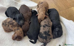Miniature Poodle dogs for stud:  Chocolate Merle miniature poodle  in York - Image 24