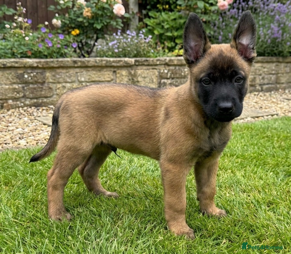 Belgian Shepherd Dog dogs Elite Malinois x Dutch Shepherd Puppies  - Advert 1