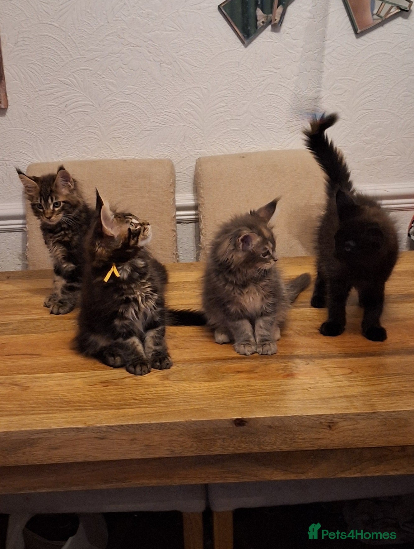 Maine Coon cats 😻 Ready Soon Gorgeous Maine Coon Kittens 😻 - Advert 12