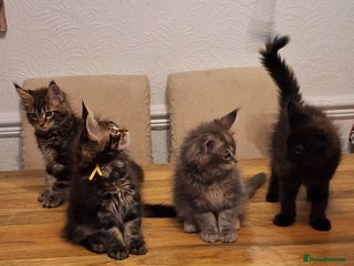 Maine Coon cats 😻 Ready Soon Gorgeous Maine Coon Kittens 😻 - Advert 12