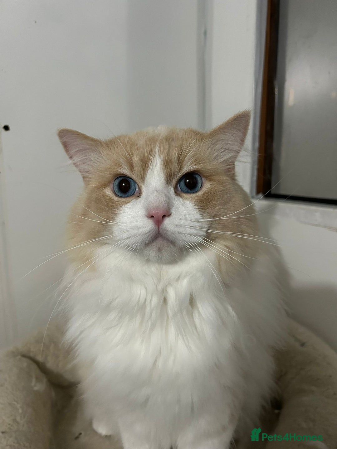 Ragdoll cats for sale: Ragdoll adult  Tica  - Image 12