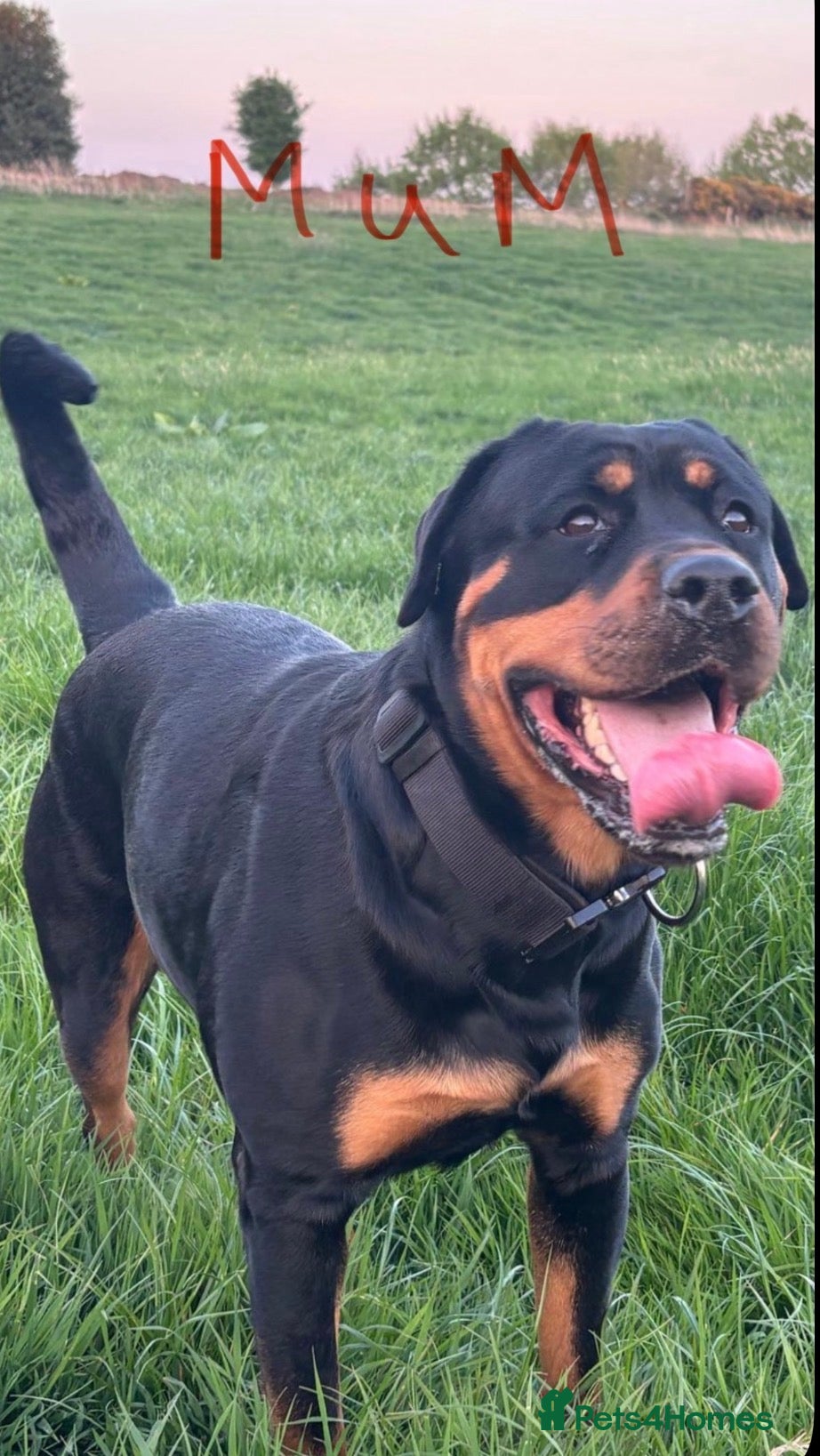 Rottweiler dogs Gentle Giants: Family-Raised Rottweiler Puppies in Stoke-on-Trent - Advert 14
