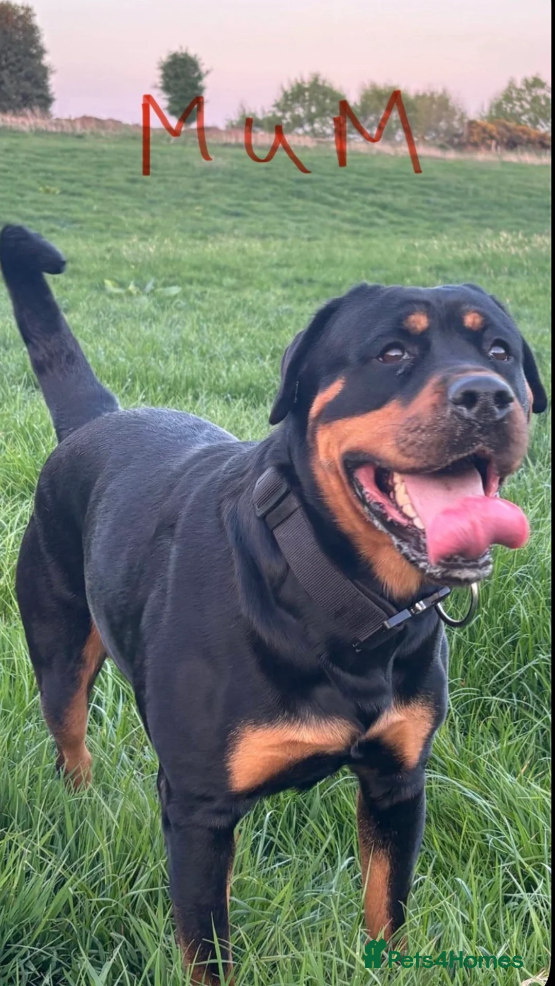 Rottweiler dogs for sale: Gentle Giants: Family-Raised Rottweiler Puppies - Advert 1