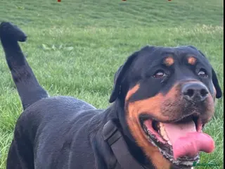 Rottweiler dogs Gentle Giants: Family-Raised Rottweiler Puppies in Stoke-on-Trent - Advert 14