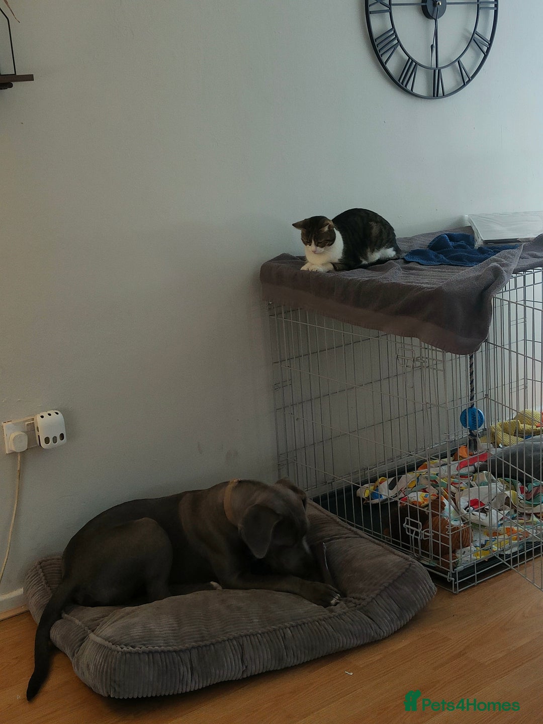 Mixed Breed dogs for sale: 9 month old BFG mastiff cross Reeko 🥰 - Image 5