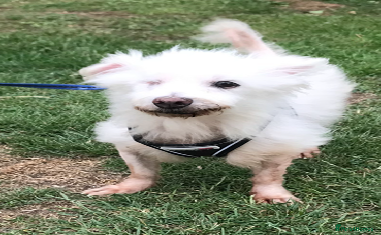 Coton De Tulear dogs - Advert 1
