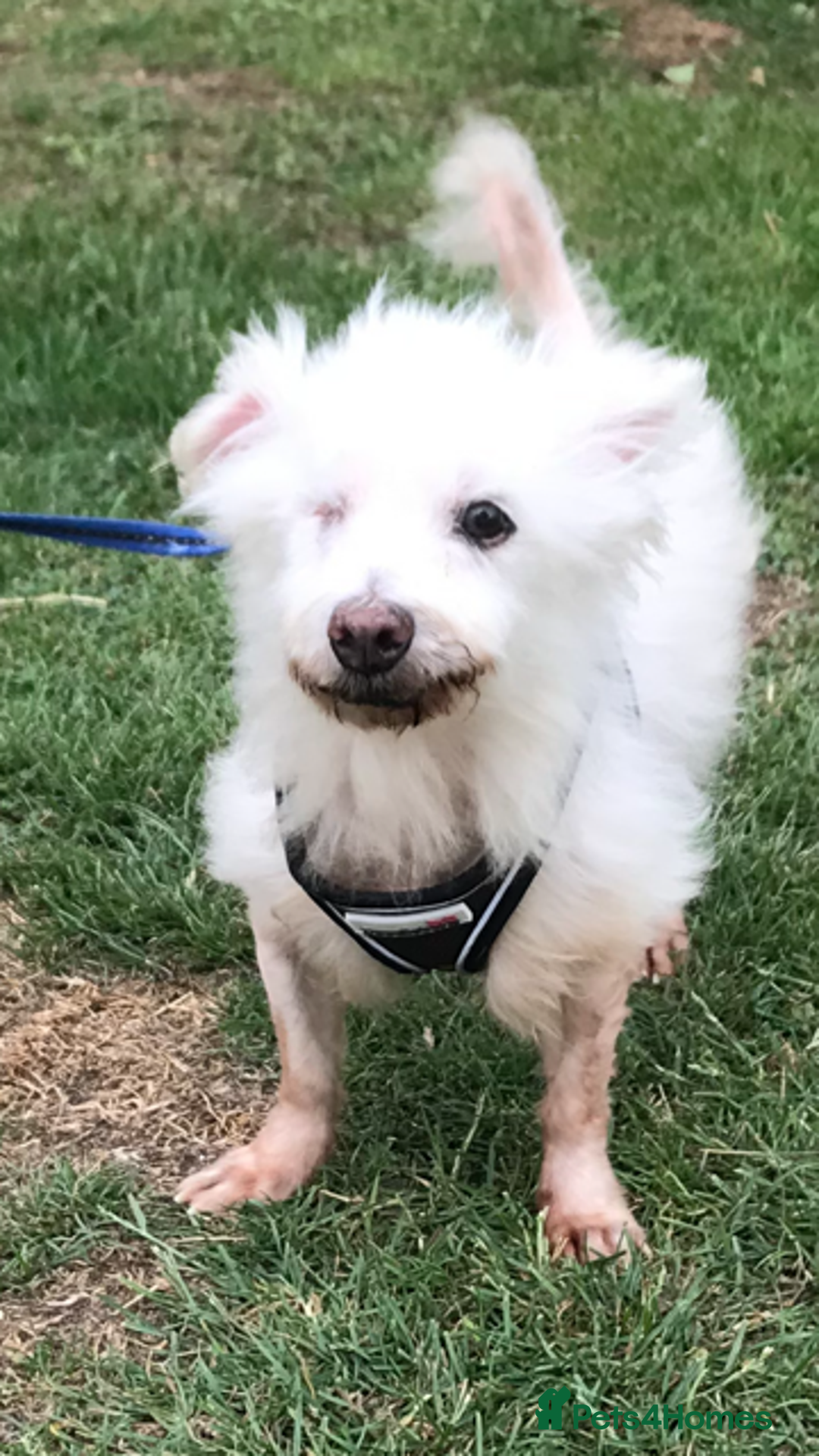 Coton De Tulear dogs for adoption: Dear little Will - Image 1