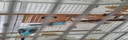 Budgerigars birds for sale: 4 Breeding pair of budgies and chicks in London - Advert 10