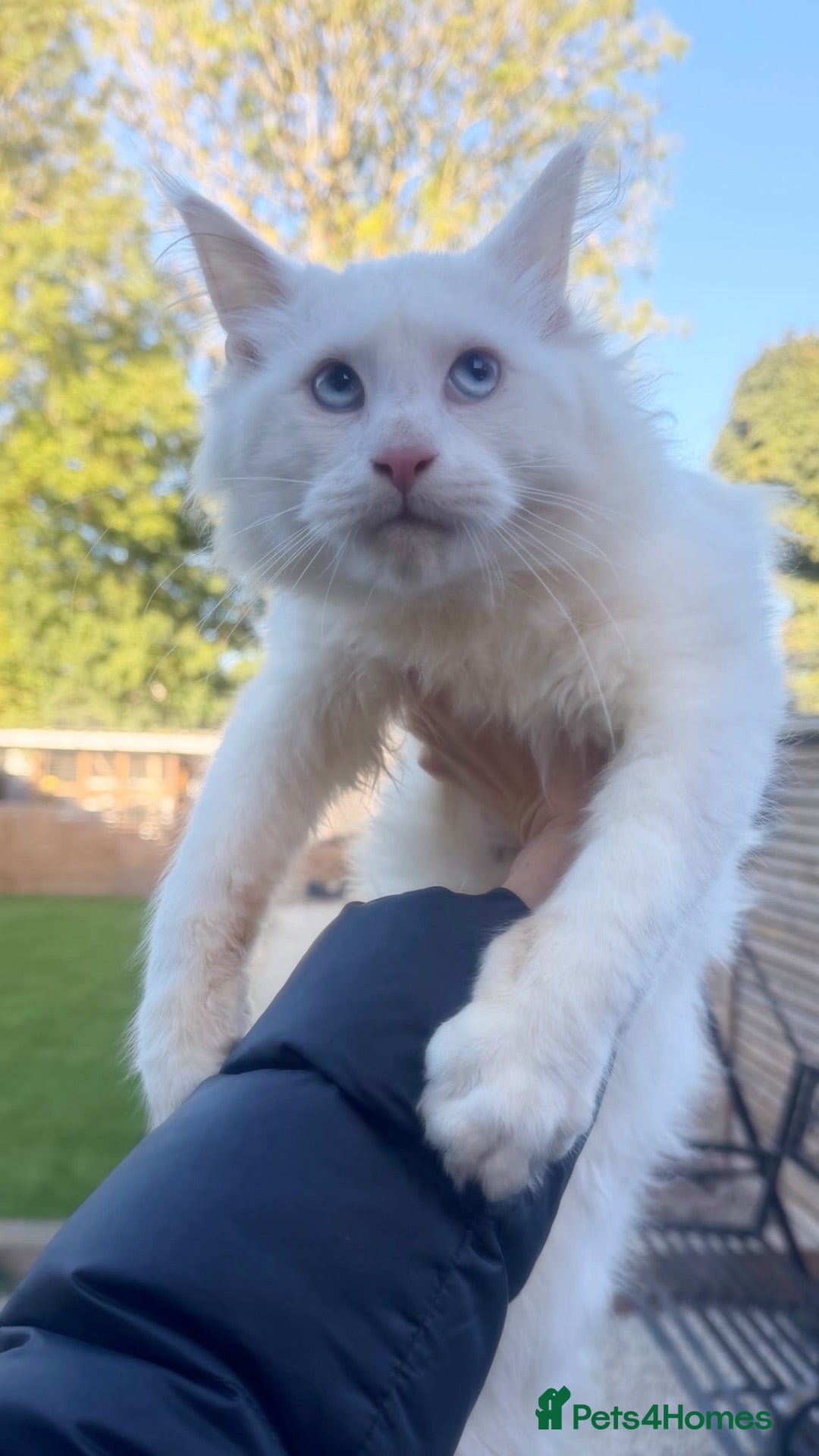 Maine Coon cats White mainecoon blue eyes - Advert 2