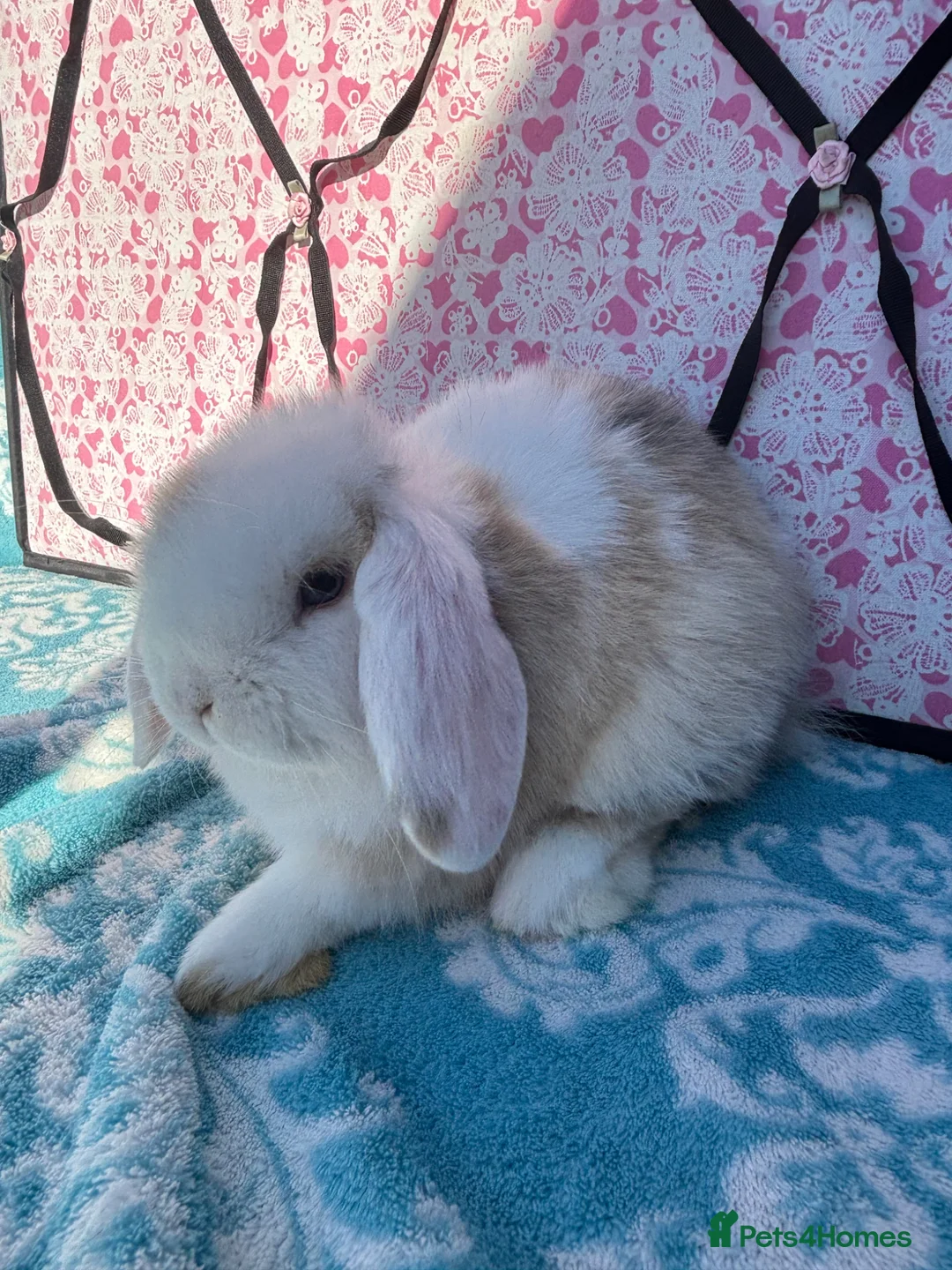 Mini Lop rabbits for sale: Last 2 Pure bred mini lop babies - Advert 1
