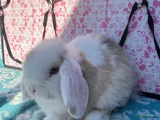 Mini Lop rabbits Last 2 Pure bred mini lop babies - Advert 16