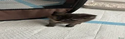 Mixed Breed cats for sale: Female tabby x long hair Bombay kitten ready now - Advert 6
