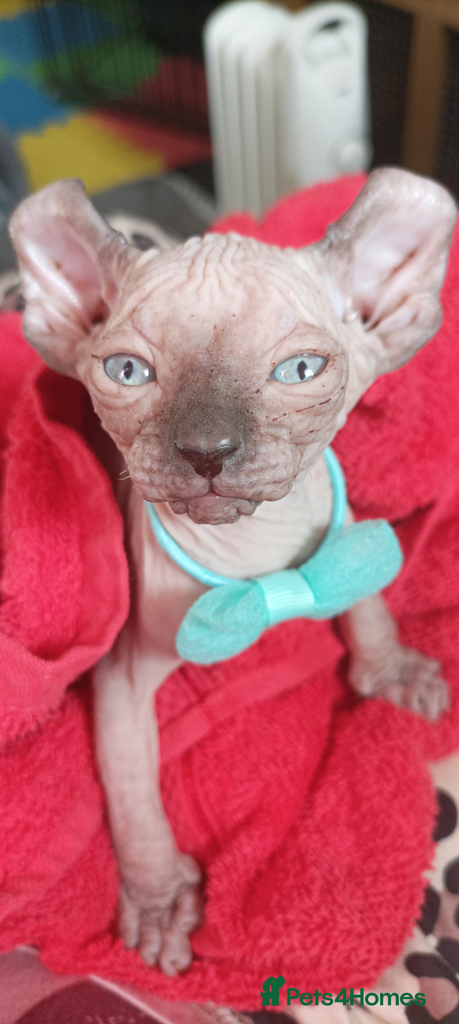 Sphynx cats GORGEOUS ELF SPHYNX KITTENS - Advert 5