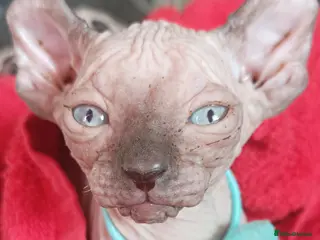 Sphynx cats GORGEOUS ELF SPHYNX KITTENS - Advert 5