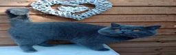 British Shorthair cats for stud: Gccf Active Studs Blue, Lilac, Blue Bi, Cream Bi - Advert 10