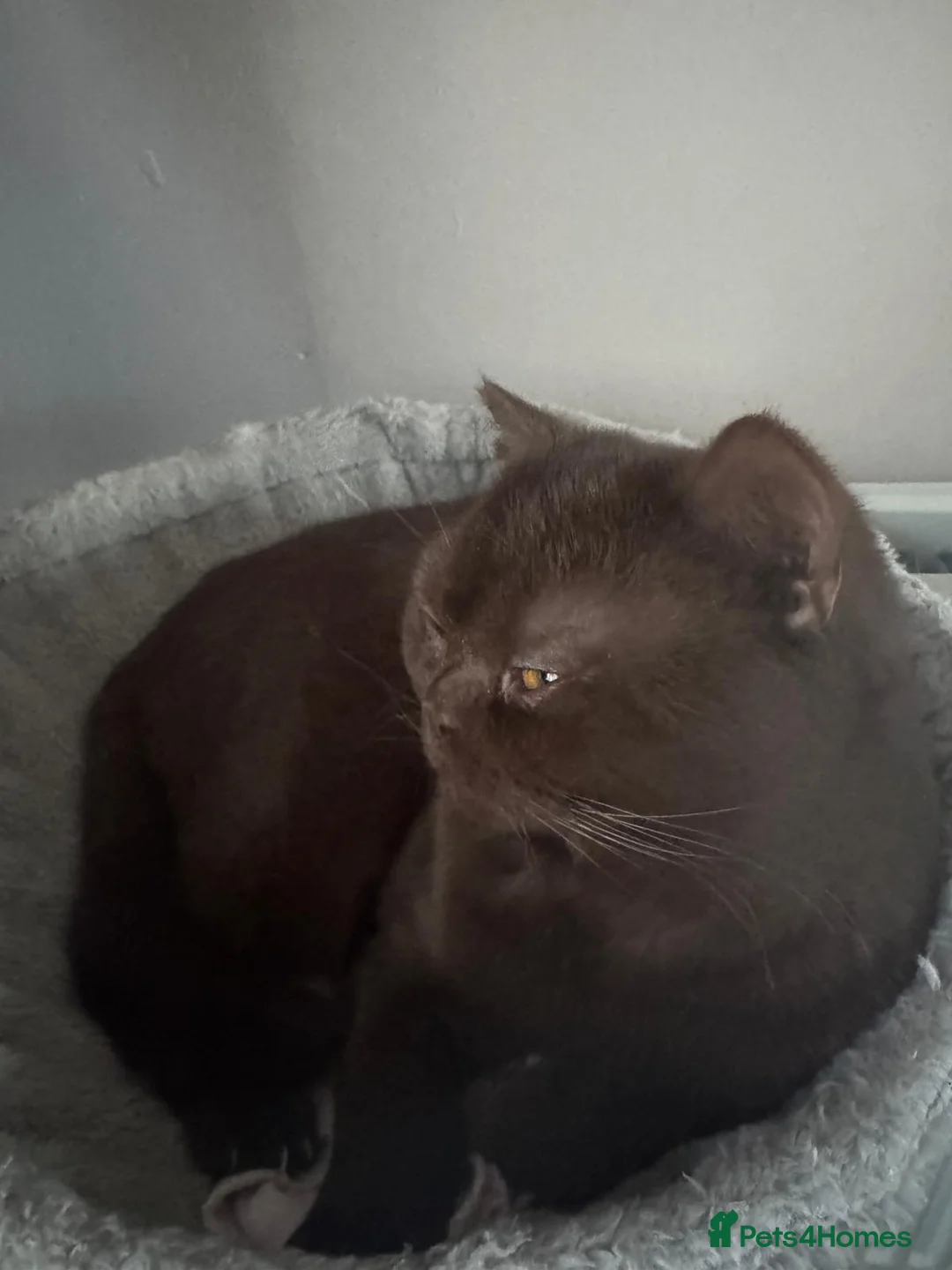 British Shorthair cats for sale: Cat Male in Manchester - Advert 2