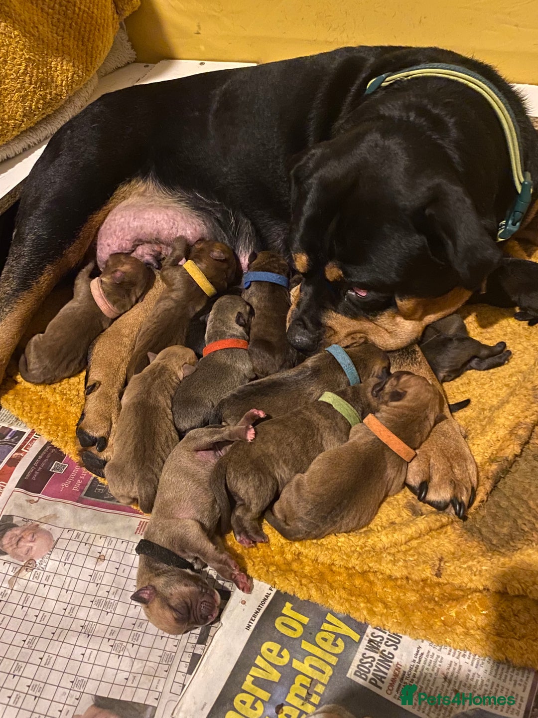 Mixed Breed dogs for sale: Rottweiler  ** taffy puppies - Image 9