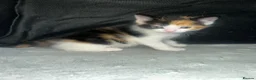 Mixed Breed cats for sale: Beautiful Domestic Shorthair Kittens  🐾 - Advert 4