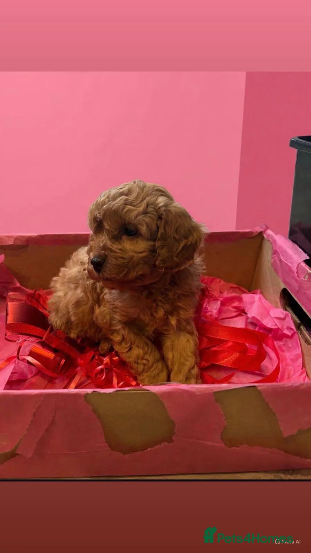 Toy Poodle dogs for sale: Beautiful toy poodle  - Advert 5