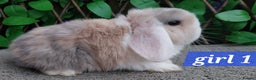 Mini Lop rabbits for sale: Mini lop  - Advert 1