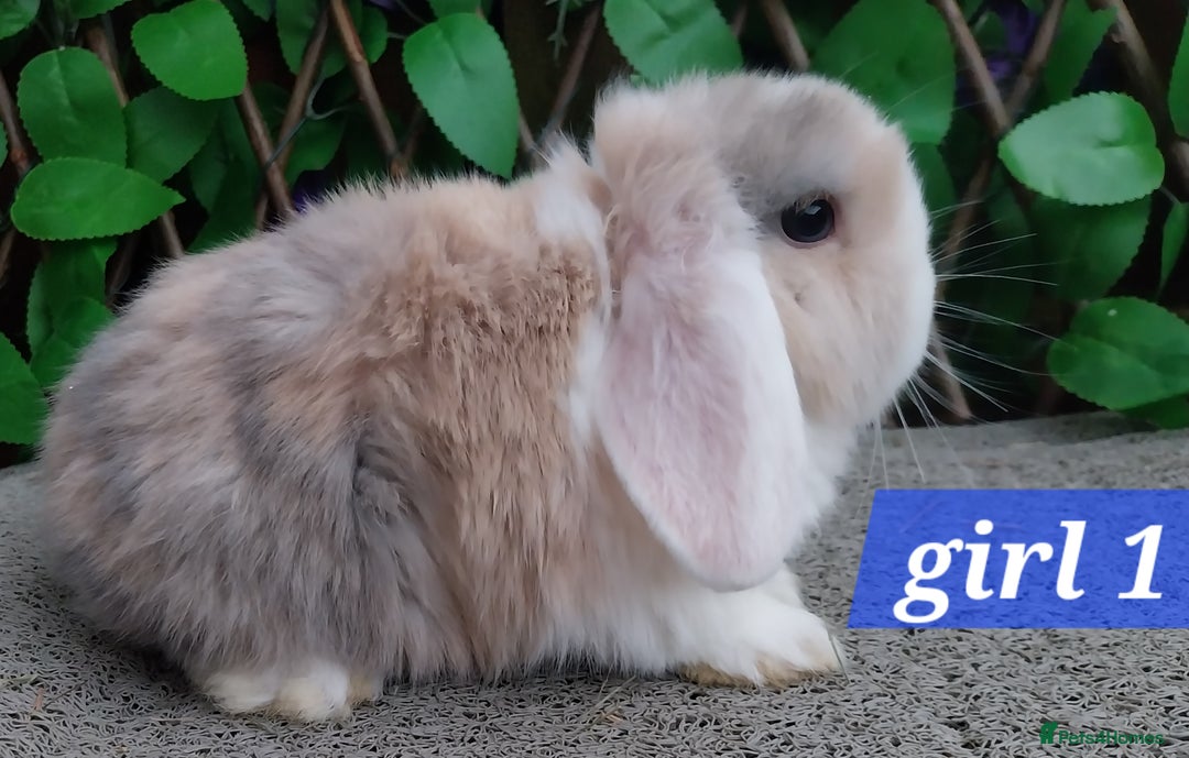 Mini Lop rabbits for sale: Mini lop  - Advert 1