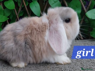 Mini Lop rabbits Mini lop - Advert 1