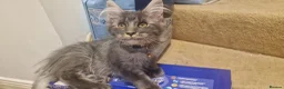 Maine Coon cats for sale: Last stunning Maine Coon kitten - Advert 22