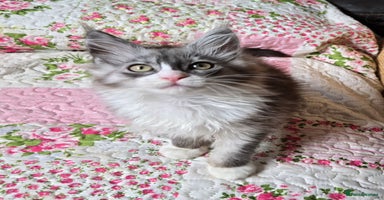 Maine Coon cats - Advert 2