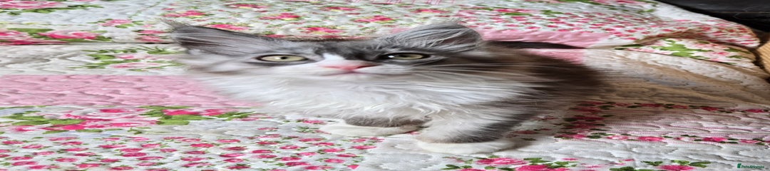 Maine Coon Kitten 8 Posie