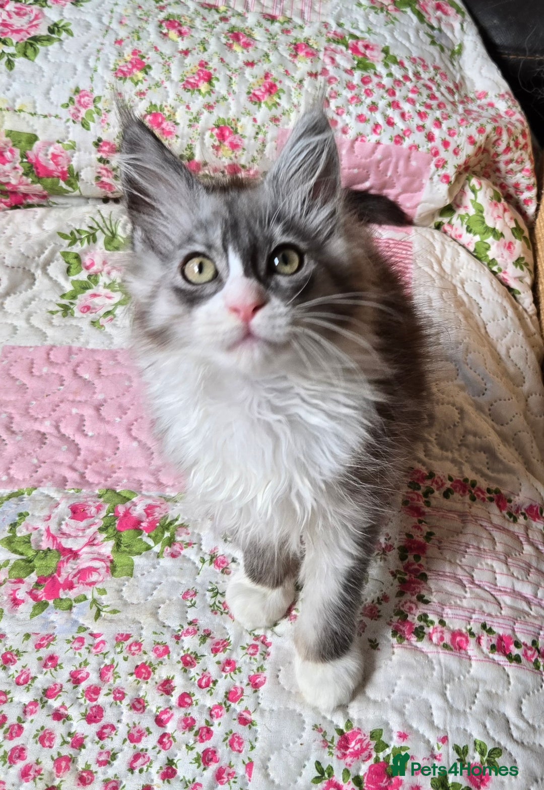 Maine Coon cats for sale: Beautiful playful Maine Coon kittens  - Image 2