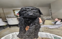 Standard Poodle dogs for sale: Stunning 5* Standard chunky poodle puppies 🐶  - Image 20