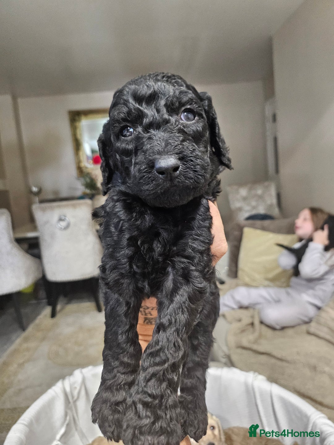 Standard Poodle dogs for sale: Stunning 5* Standard chunky poodle puppies 🐶  - Image 20