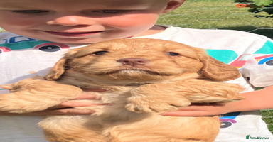 Cockapoo dogs - Advert 16