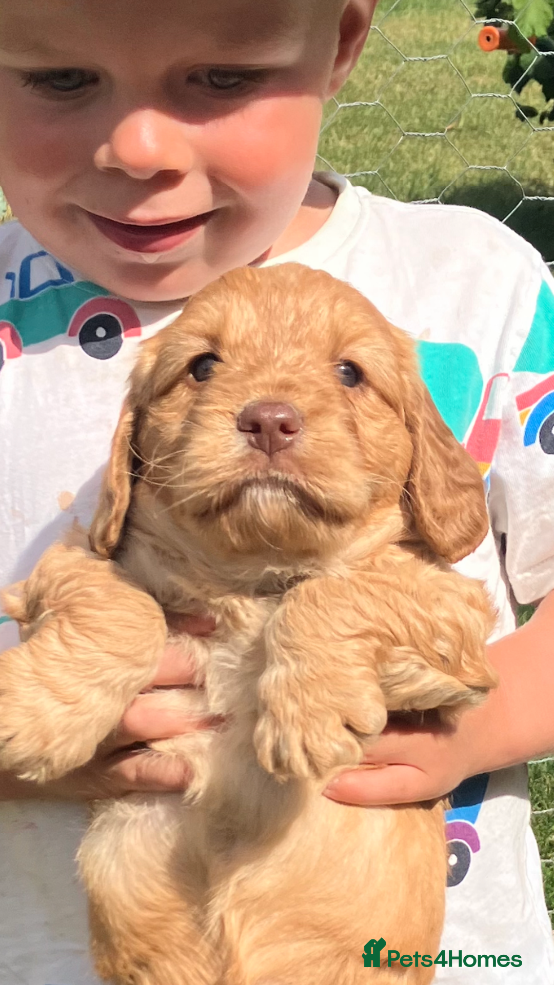 Cockapoo dogs for sale: One boy, cute, full of curiosity and cuddles - Image 6