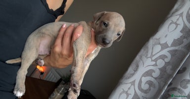 Whippet dogs - Advert 7